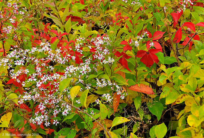Shocking reds, fall colour in the Gatineau Park 