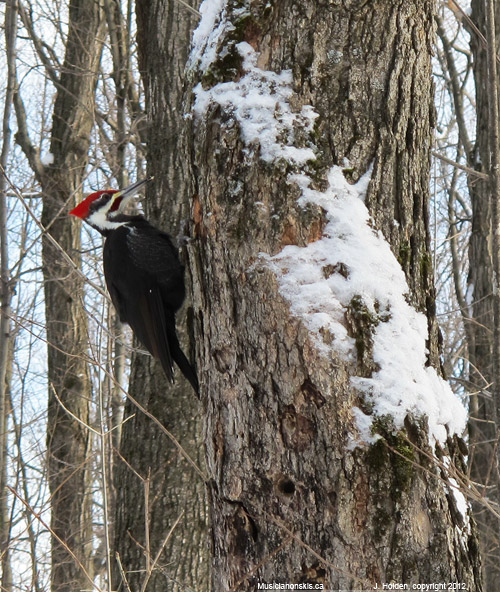 Pileated Woodpecker