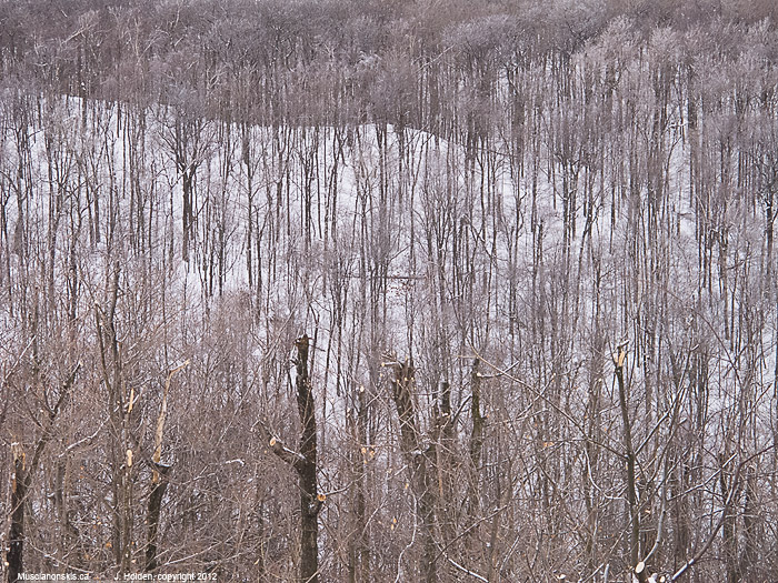 Forest Stubble