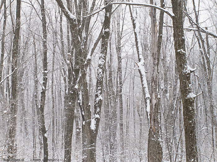 Snowy Burma