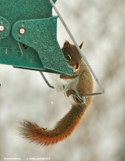 red squirrel