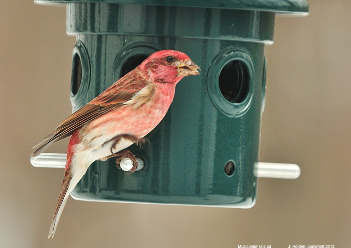Purple Finch