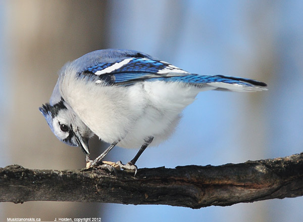 bluejay