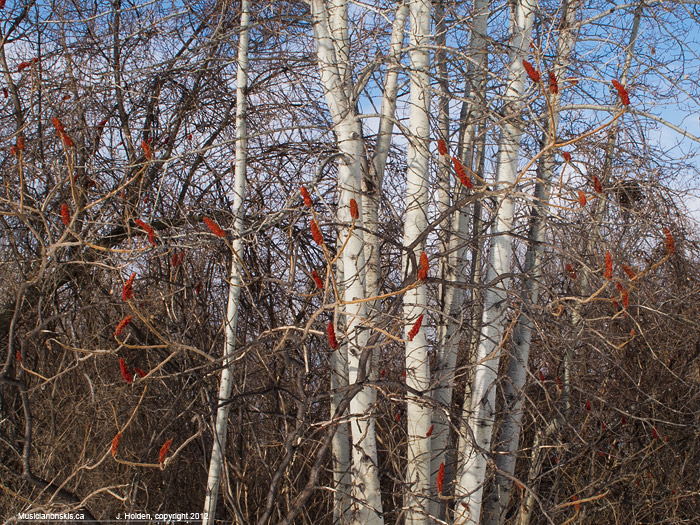 Sumacs