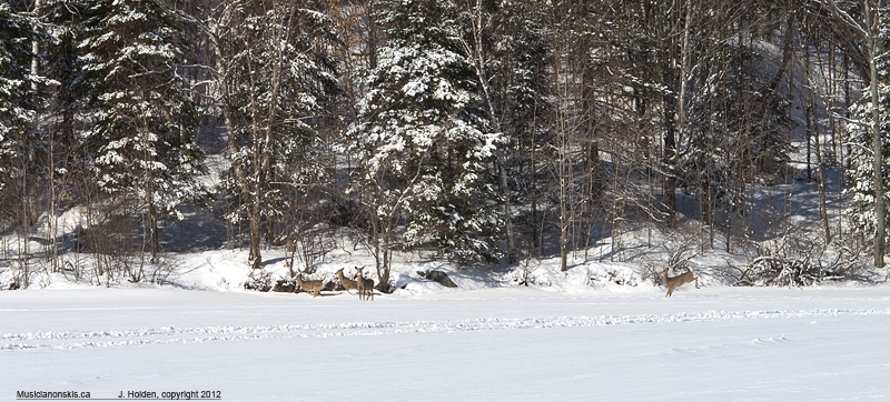 Wary Deer