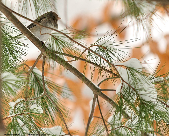 Junco