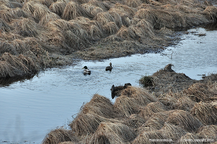 ducks