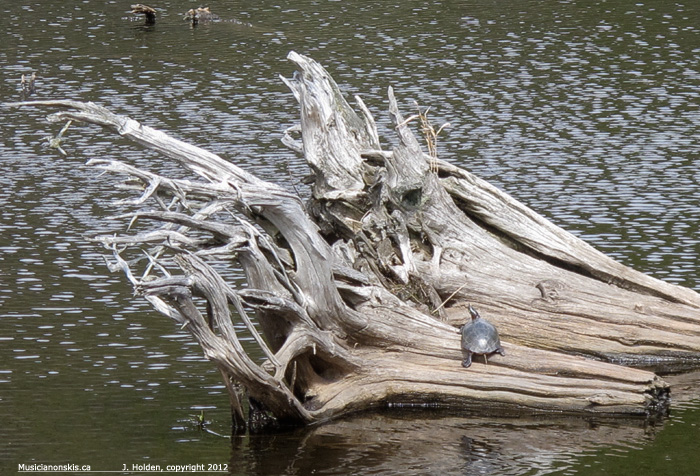 Turtle on a log
