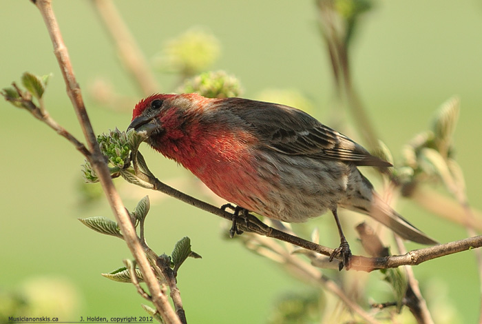 Purple Finch and Viburnam
