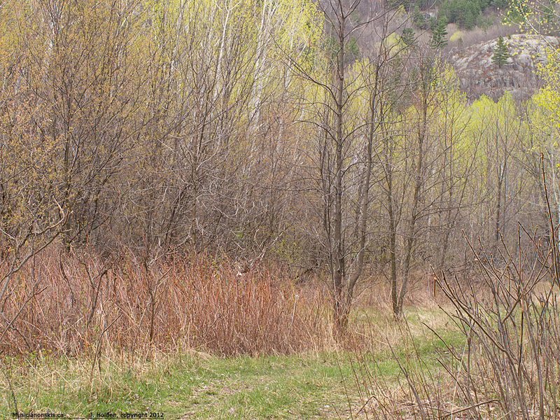 Spring!