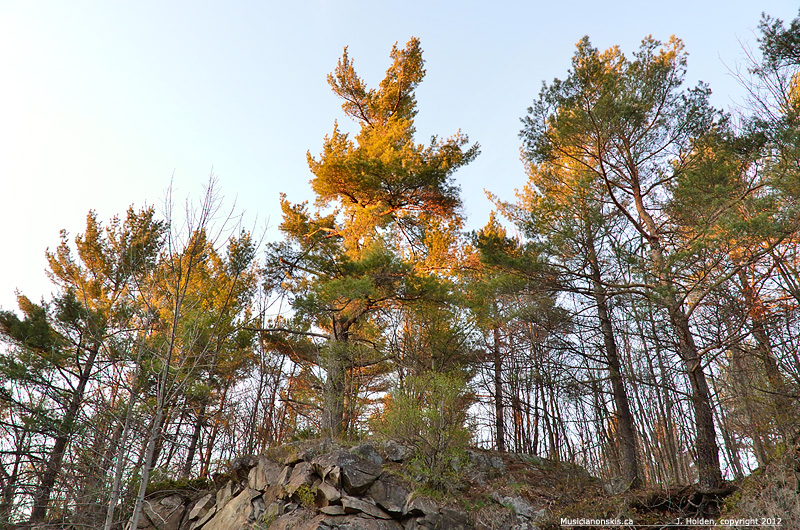 Sun in the tall Pines