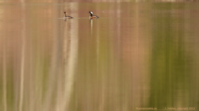 Duck duo