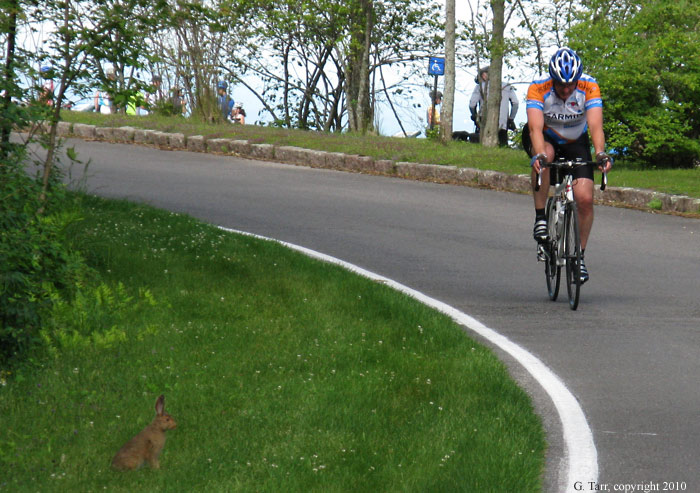 Oblivious Rabbit