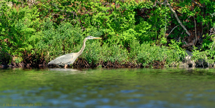 Blue Heron, Lac Champagneur