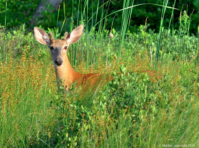 Male deer at Lac LaP&ecirc;che 