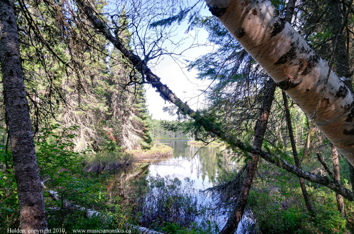 A tangle of birches