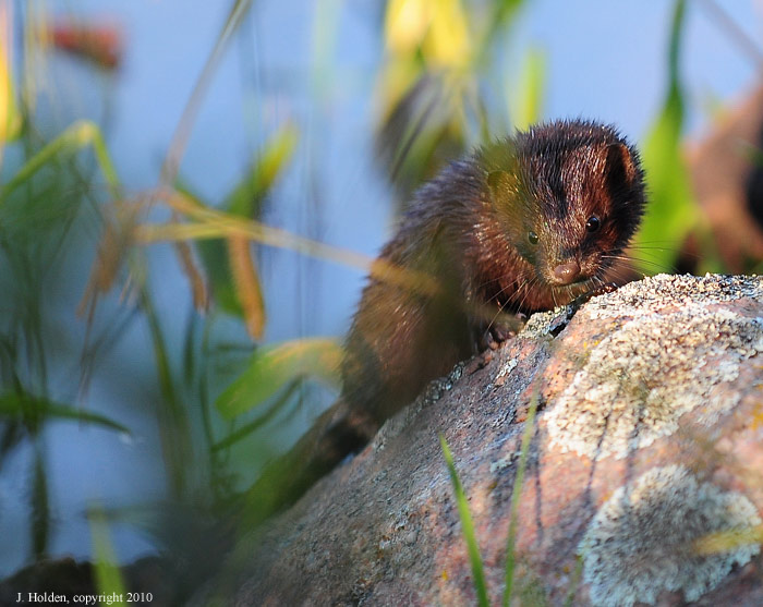 Mink on the rocks