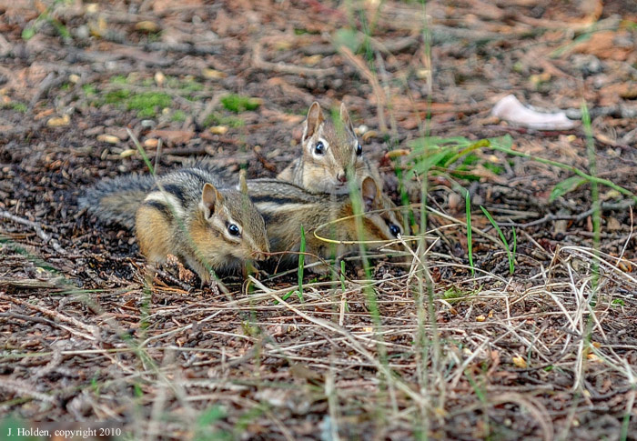 Three chipmunk siblings
