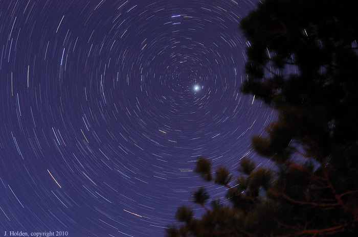 Star Trails and Pines
