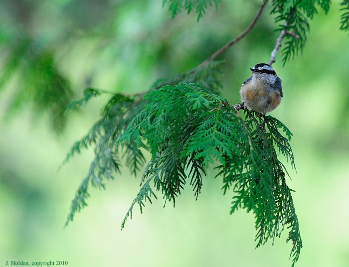 Small bird in the cedars, Algonquin Park