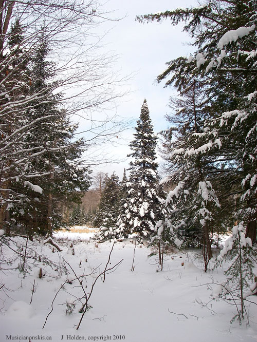 Snowy swamp and trees, Ridge Road, Gatineau Park